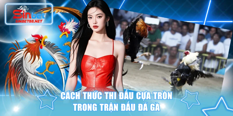 Cách thức thi đấu cựa tròn trong trận đấu đá gà
