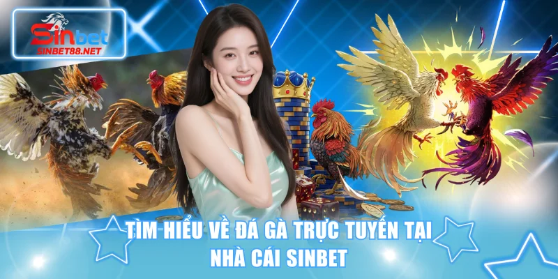 Tìm hiểu về đá gà trực tuyến tại nhà cái SINBET