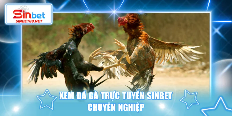 Xem đá gà trực tuyến SINBET chuyên nghiệp